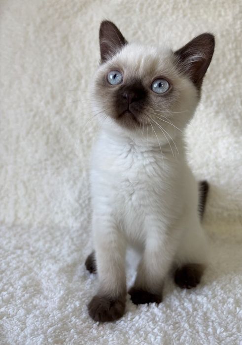 Шотландский котик