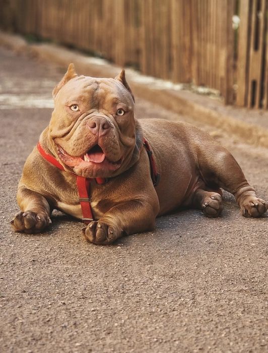 Открыт для вязки кобель Американский Булли (Exotic Bully)