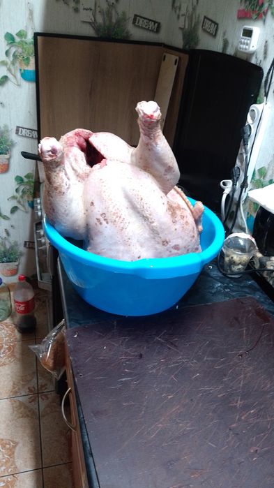 М'ясо індички свіженьке, тільки зарізане