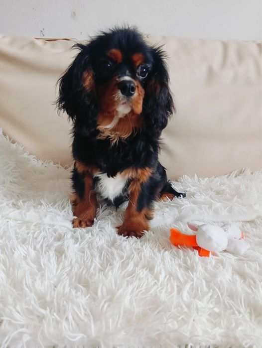 Cavalier king charles spaniel piekny piesek