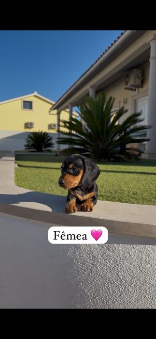 Teckel miniatura fêmea