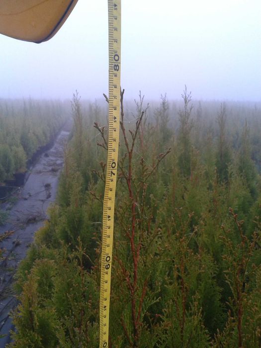 Thuja Smaragd wys  100-120 cm doniczka 3l