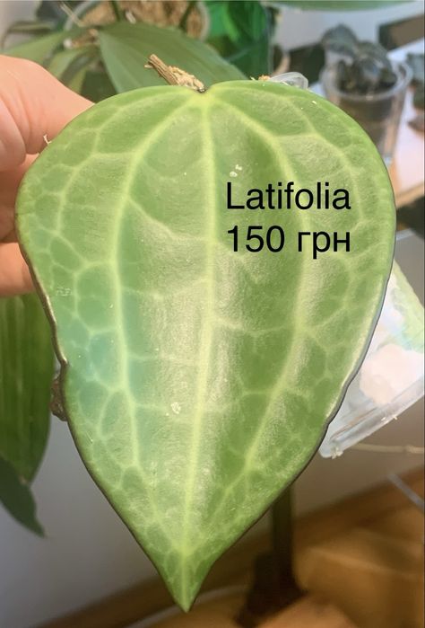 Хойя pubicalyx black dragon Buotii доросла квітуча