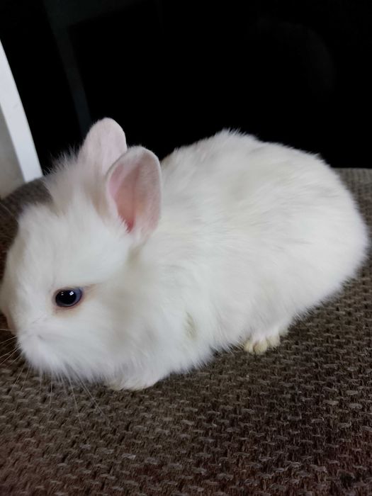 Króliczki miniaturki