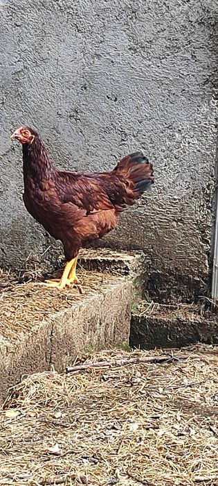 Galo Legorne e galinha Rhode Island