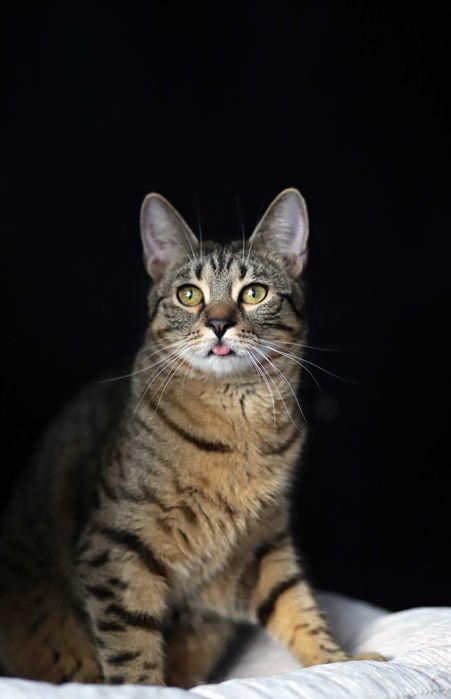 Cudowna, bura klasyka- Dziewczyny szukają domu.