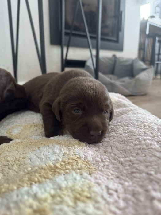 Labrador retriever czekoladowa suczka