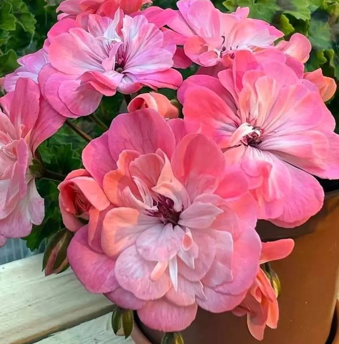 Пеларгонія Ю Марья Моревна