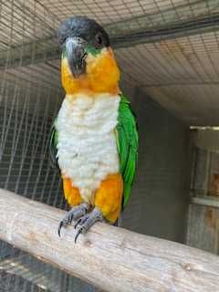 Marianinhas - Pionites