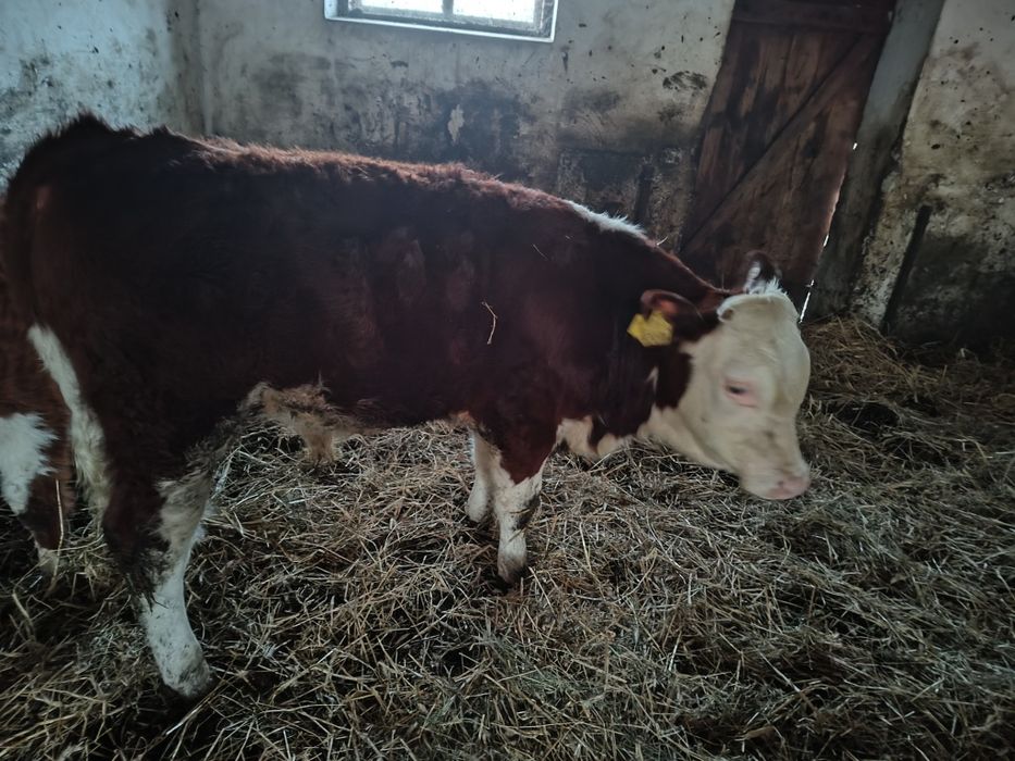 Odsadek hereford byczek