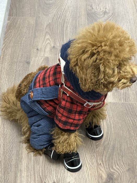 Вʼязка мальтіпу, той пудель”Red Braun”