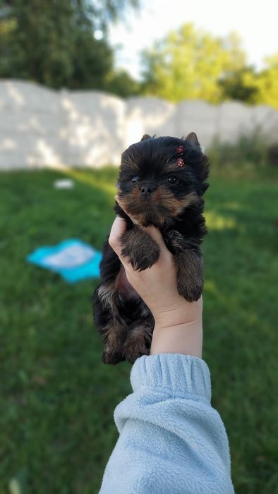 Кукольний міні Йорк хлопчики більше фото у вайбер