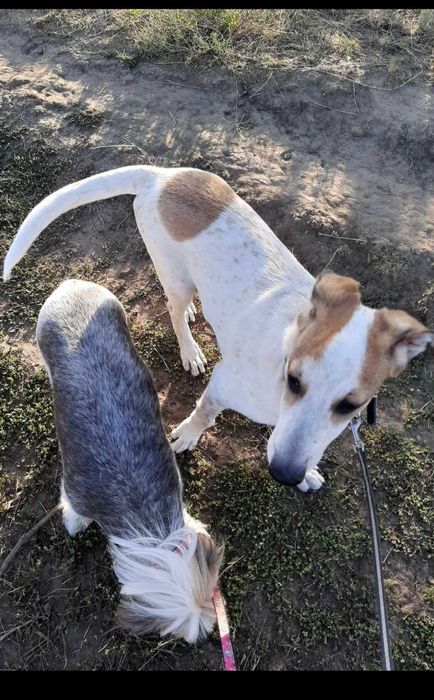 отдам в  хорошие руки