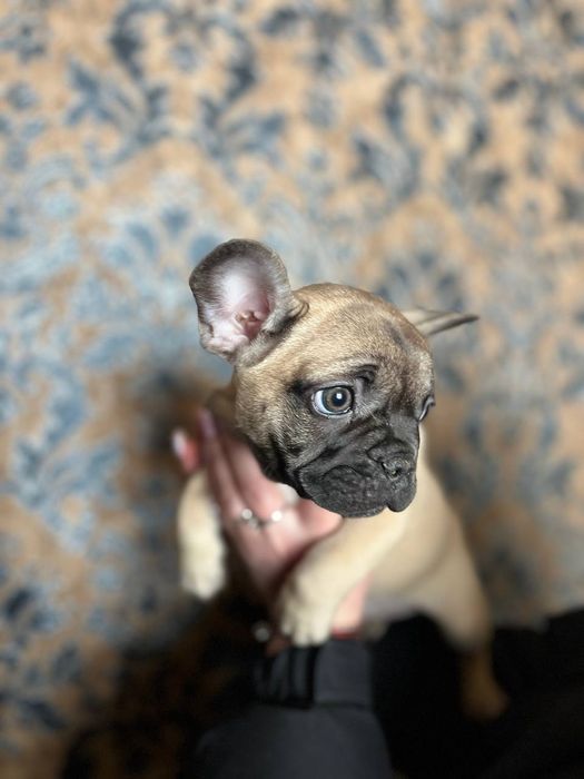 Щенки французского бульдога