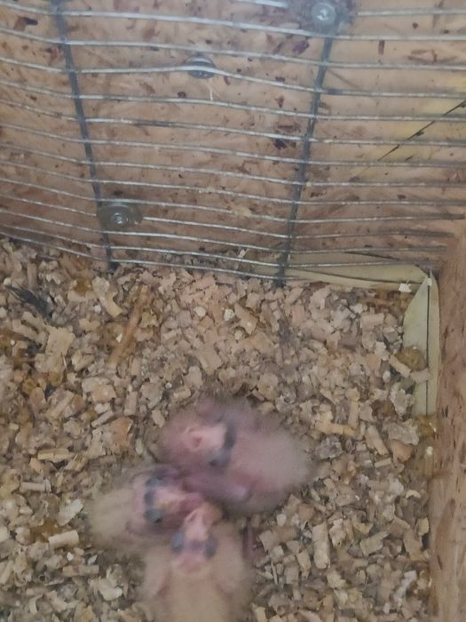 Disponível para domesticar