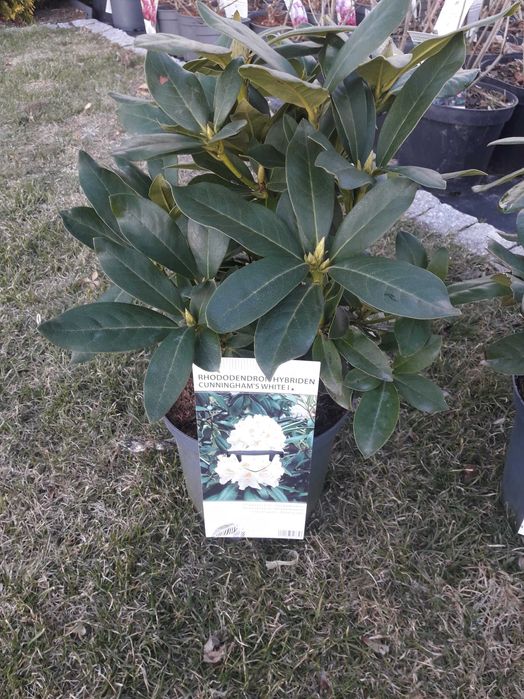 rododendron różanecznik C4