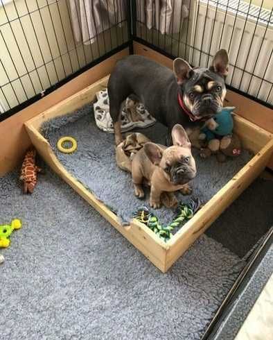 Дуже чекають свою родину! Щенята французского бульдога