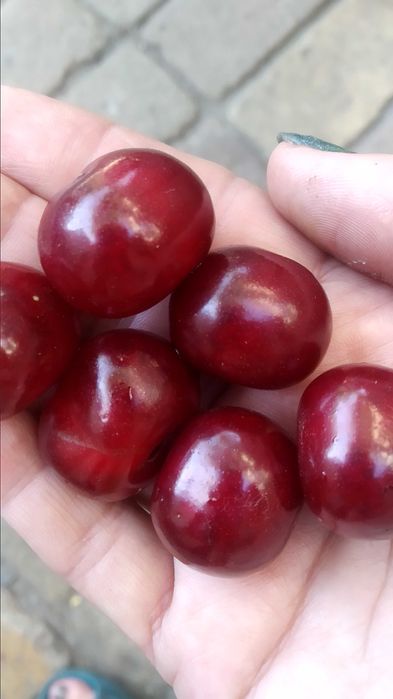 йошта ежевика крупная