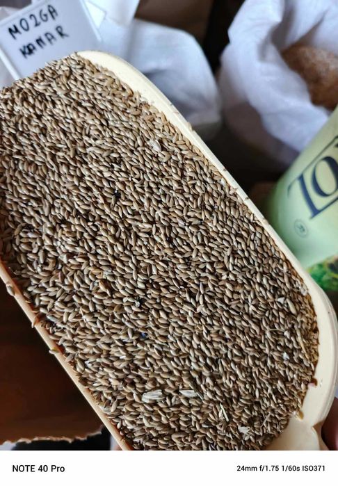 Mozga Kanaryjska dla ptaków