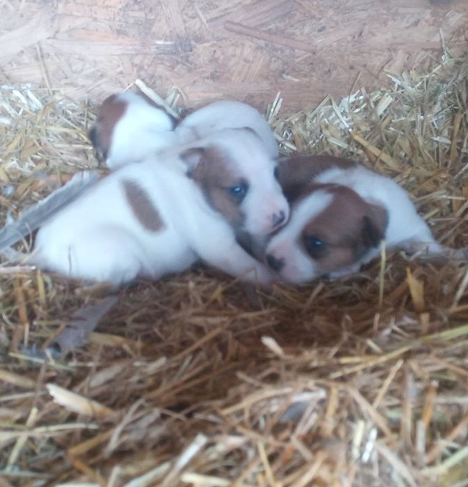 Szczeniaki Jack Russell terrier