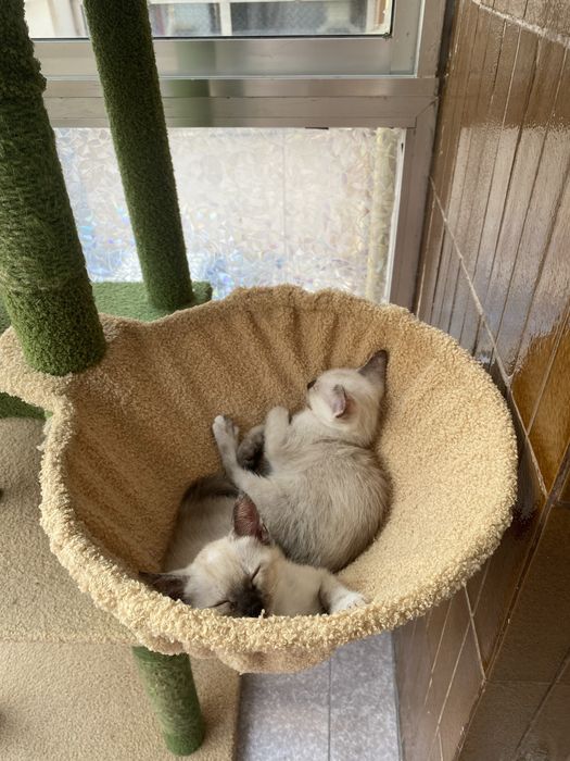 Duas gatinhas irmãs  para adoção responsável – de preferência juntos