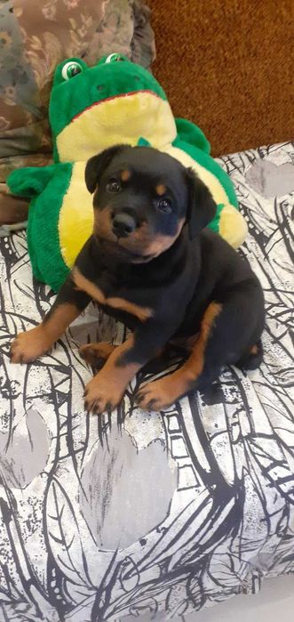 Ротвейлер Вязка Кобель Ковель