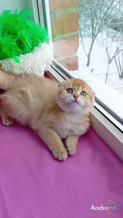 Дуже ніжна дівчинка золота шиншила. Шотландська висловуха