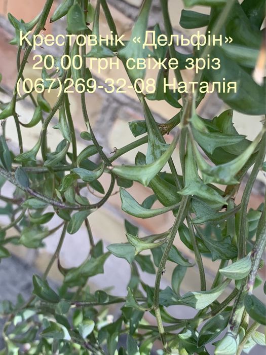 Крестовнік різні види. Сенеціо