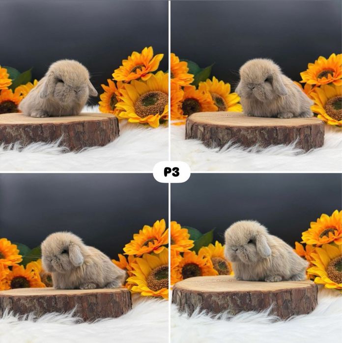 Króliki Mini Lop
