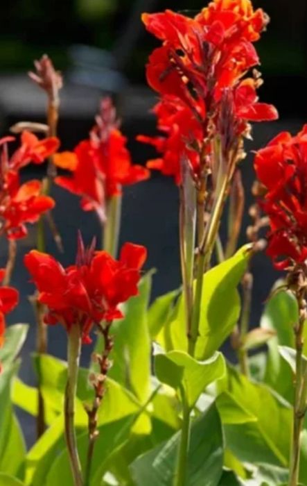 Продам канни від 25 грн за корінець