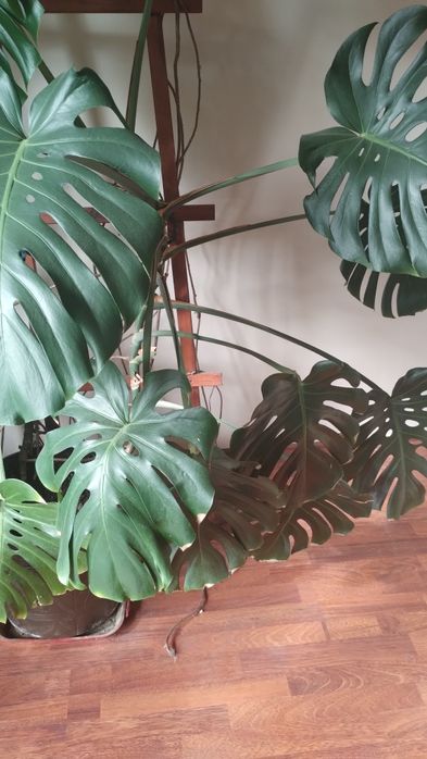 Monstera dziurawa
