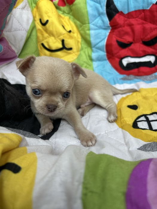 Menino Fawn Pelo Curto