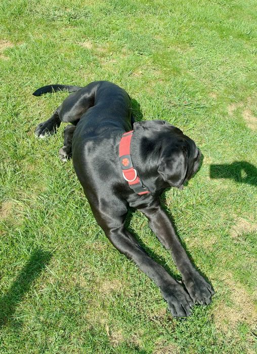 Cane Corso piękny pies szuka nowego domu