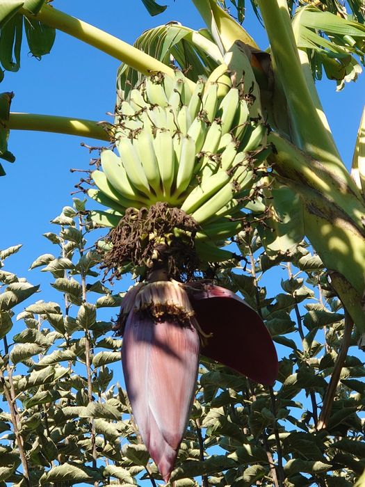 Bananeiras Bananas Fruto (3 = 40,00 EUROS)