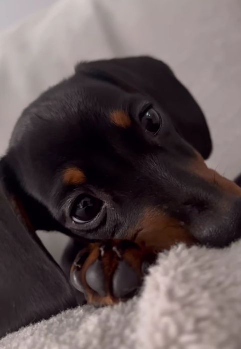 Є чіп і переноска