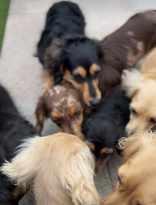 Хлопчик таксик довгошерстний