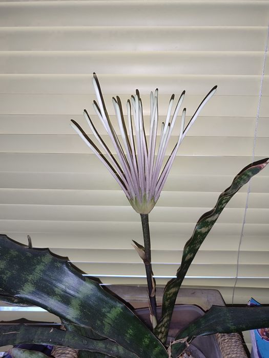 Цветущая Сортовая Сансевьерия Кирки Пульхра (Kirkii Pulchra)