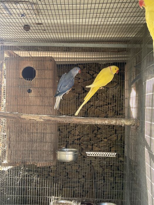 Ring necks opalinos/cc e violetas cc