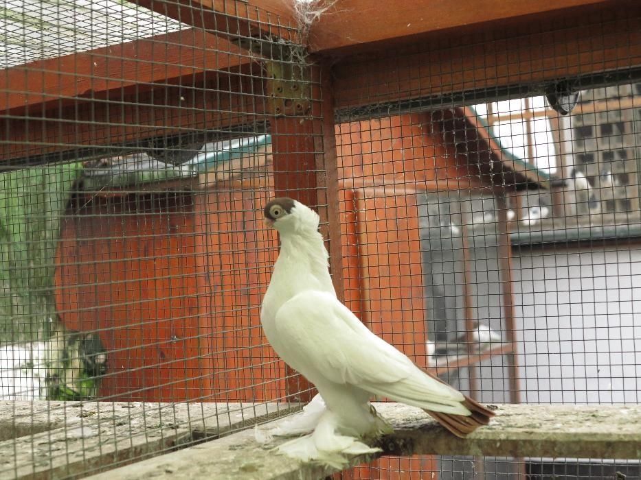 Krymka Białostocka od Mistrza Polski OKAZJA