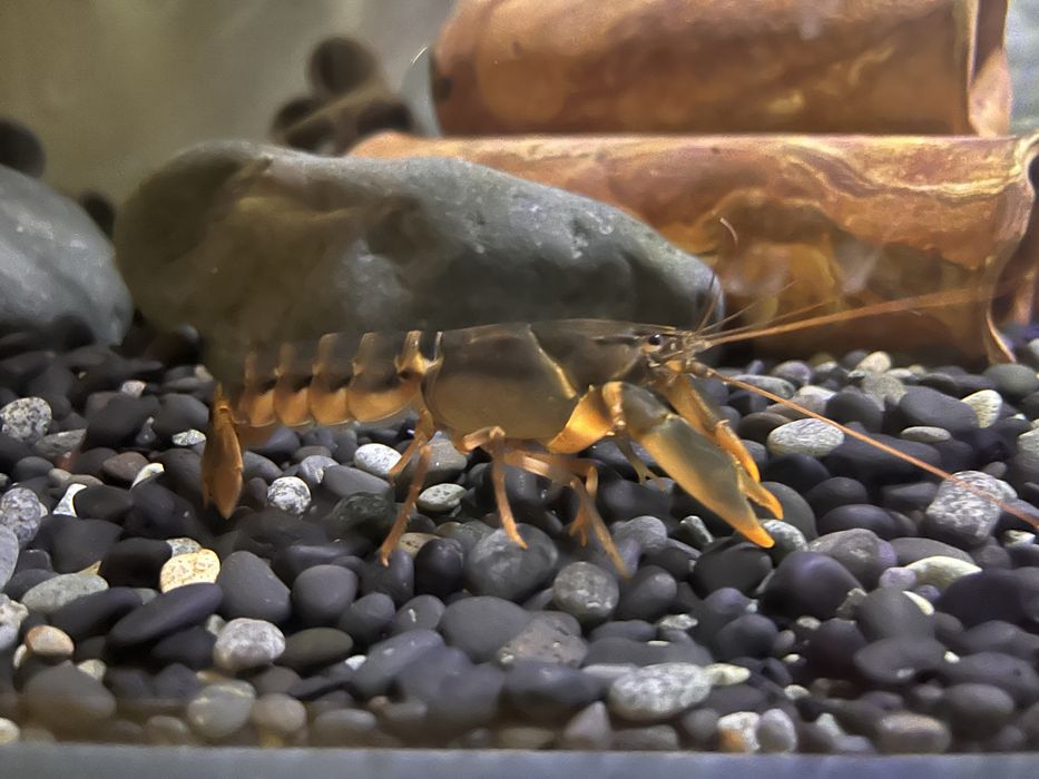 Rak Cherax Snowden
