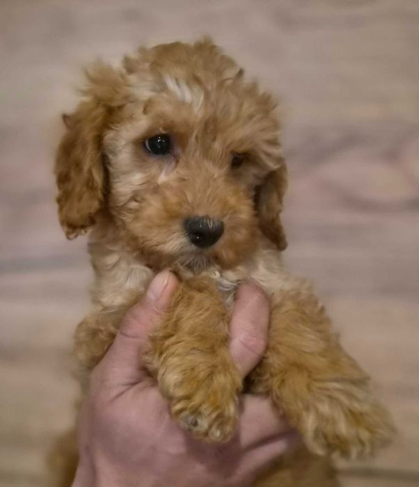Labradoodle Sunia