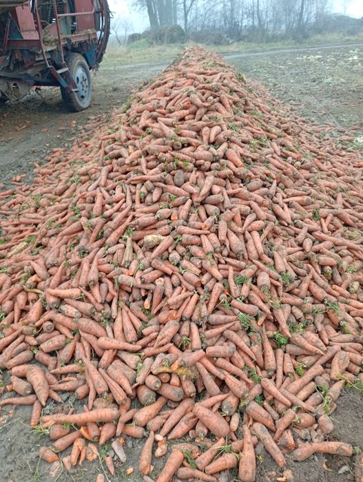 Marchew odpadowa paszowa wysyłka