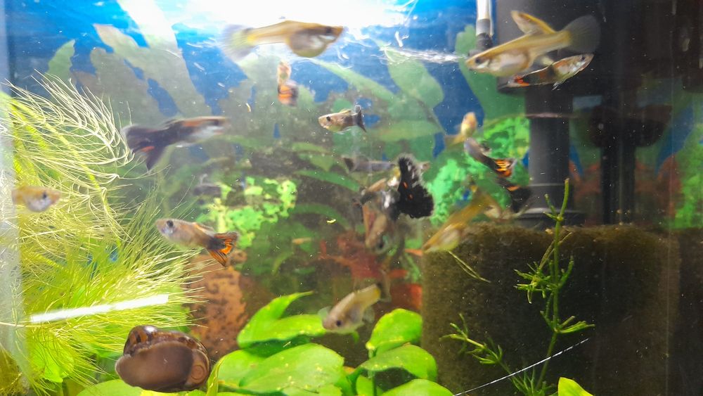 Аквариумные рыбки  гуппи