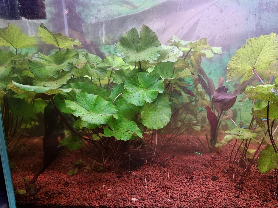 Lotos zielony,  sprzedam