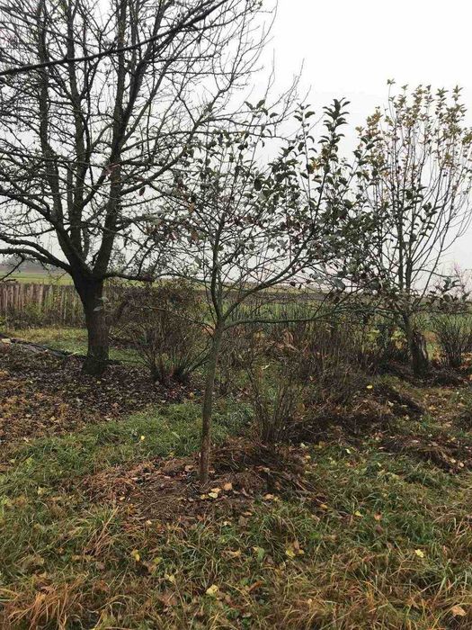 Продам дачу з великою ділянкою в селі Гірманка, Чернігівський район