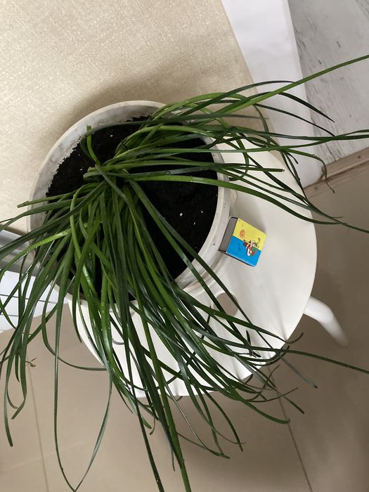 Цветок зефирантес белый 12 луковиц