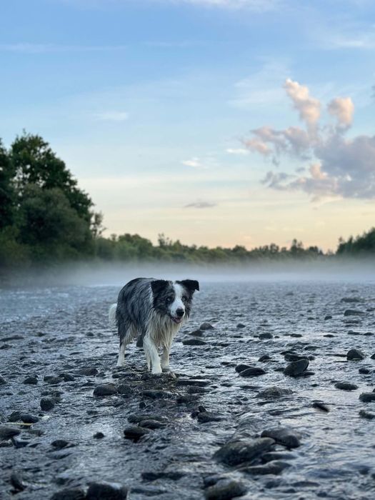 Blue merle samiec Border Collie