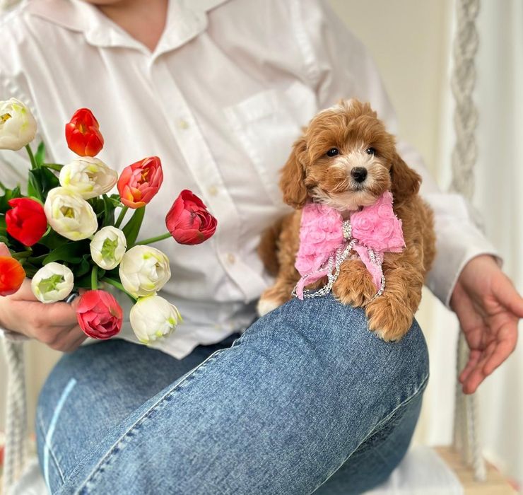 Маленький розмір, пухнаста хвиляста шерсть цуценятка мальтипу