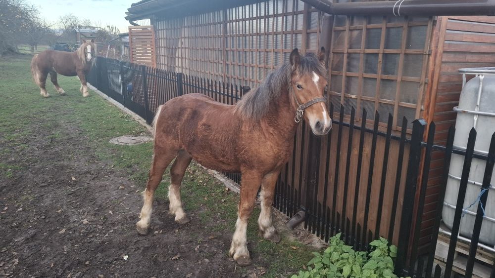 Klacz i źrebak zimnokrwisty