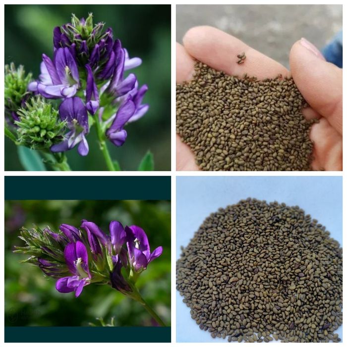 Насіння Люцерни магніченої  Еспарцет Суданка Райграс